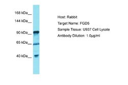 FGD5 Antibody, Novus Biologicals 100 &mu;L; Unconjugated:Antibodies, Polyclonal